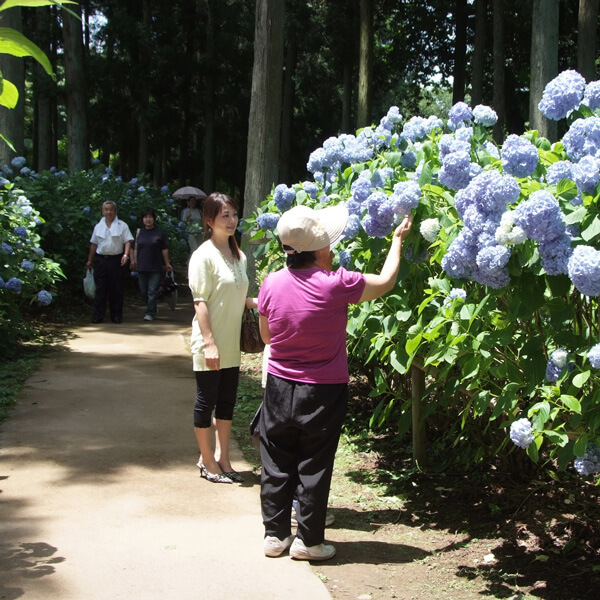 大雄寺とくろばね紫陽花まつり